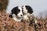 BEARDED COLLIE 098
